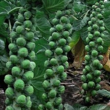 Brussels sprout Brodie F1