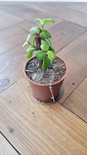 Elephant bush portulacaria - bush, (portulacaria