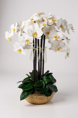 Luxury white orchid - luxury,