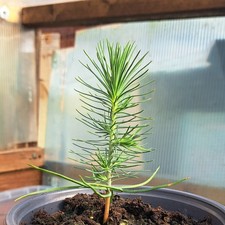 Mexican Weeping Pine (Pinus