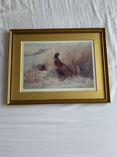 Archibald thorburn pencil - archibald,