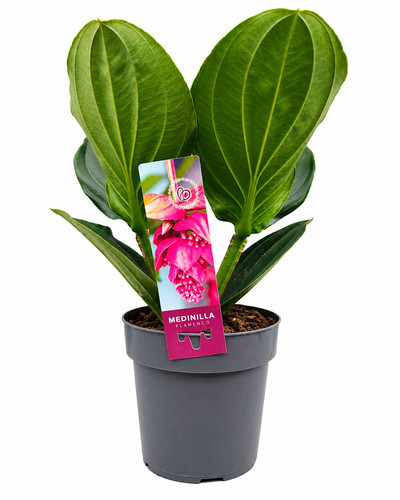 Medinilla flamenco exotic rose - medinilla,