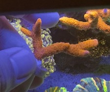 Red Montipora Digitata