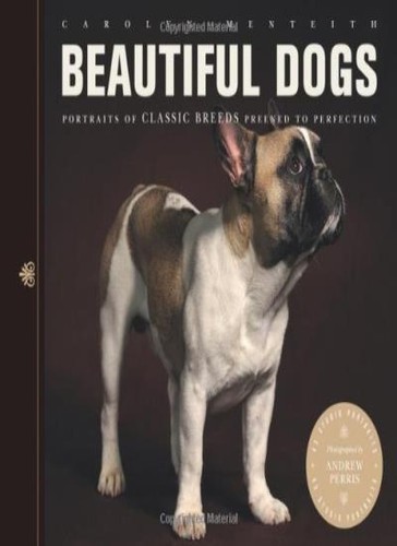 Beautiful dogs portraits of - dogs:,