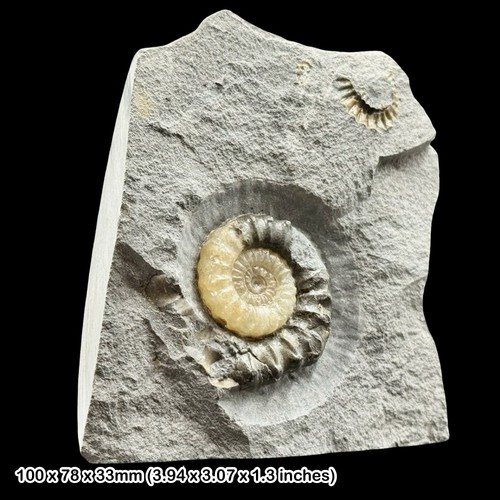 Xipheroceras calcite ammonite - xipheroceras,