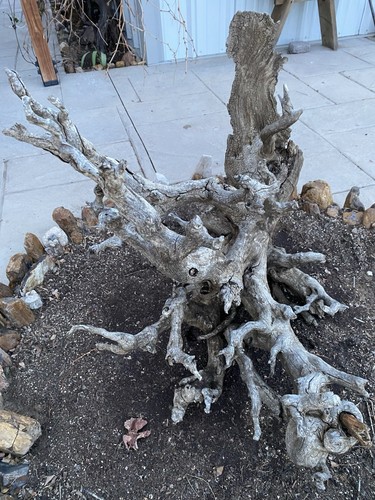 Natural unfinished driftwood - natural,