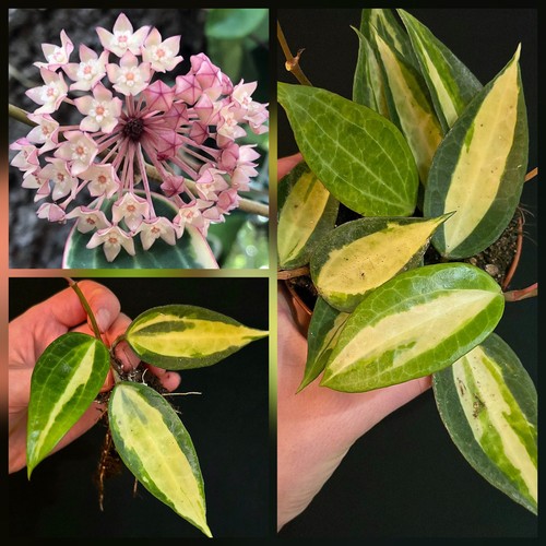 Hoya latifolia pot gold - 'pot, gold' 