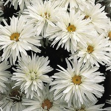 Chrysanthemum Leucanthemum Superbum Crazy Daisy Perennial 5 Pack Plug Plants