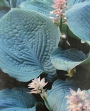 Hosta 'True Blue' 9cm pot