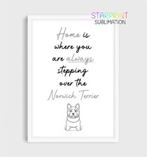 Norwich Terrier Picture