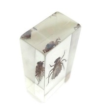 Cicada larva resin block