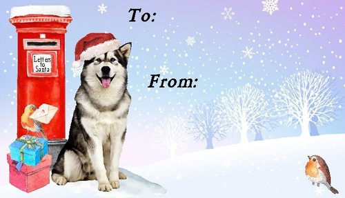 Alaskan malamute dog christmas - alaskan,