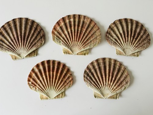 Scallop shells flat natural - shells,