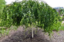 Betula pendula Youngii/Youngs
