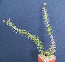 Euphorbia guillemetii Hybrid