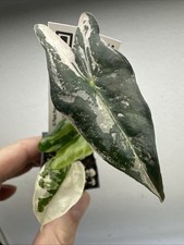 Alocasia Nobilis Pink variegata - very rare variegated Aroid Plant 11ANV02