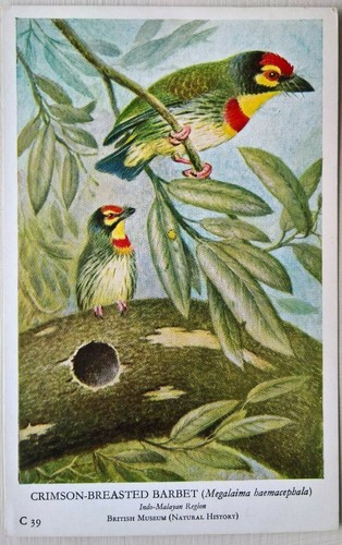Crimson breasted barbet - crimson-breasted,