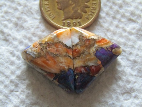 Spiny oyster shell - 2,