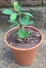 Euphorbia Milii 'Crown of