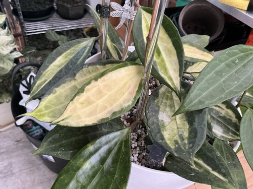 Hoya latifolia pot - of, gold'
