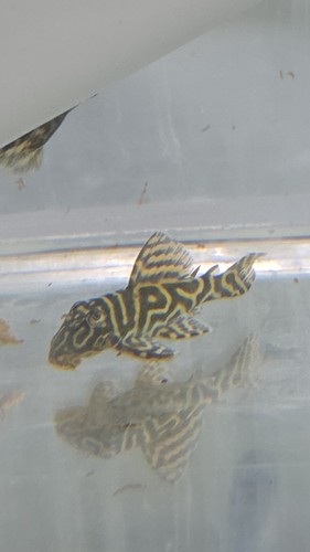 L129 colombian zebra - zebra, pleco