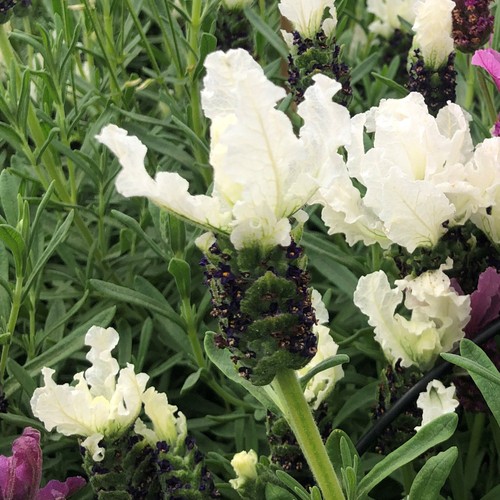 French lavender lavita white - french,