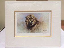 Tony Forrest - Lion from Big Cats Portfolio - Mounted ( In Stock)