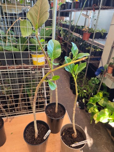 Banyan tree ficus - banyan,