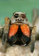 386844 Wolf Spider WALL ROOM