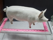 Beswick Pig, Wall Champion Boy, 18cm Long (B73)