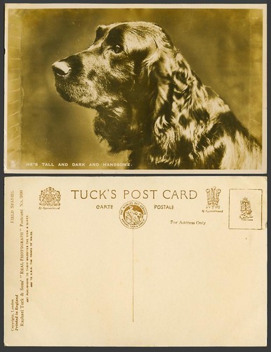 Field spaniel dog puppy - dog, puppy,