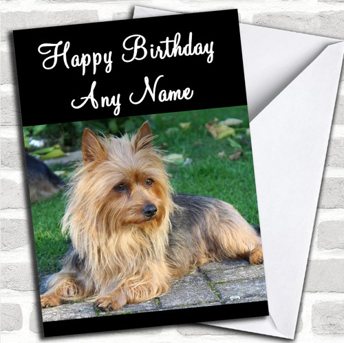 Australian terrier dog - australian,