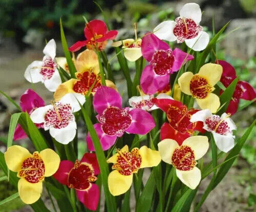Tigridia pavonia - 10,