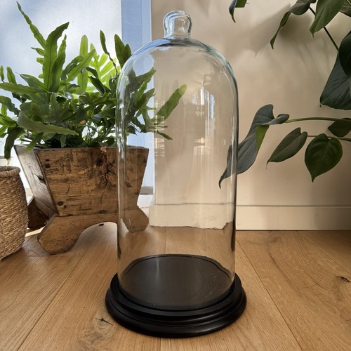 Large glass display dome bell - display,