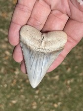 Museum Quality 2.76”