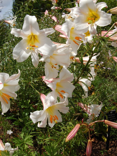 White giant tree - tree, asiatic
