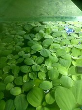 30 Water lettuce (Pistia
