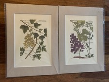 Johann Wilhelm Weinmann