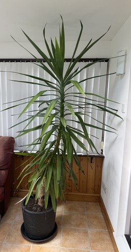 Very large live yucca - large,