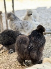 7+ Silkie Fertile Hatching