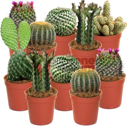 10x mixed cactus house - 10x,
