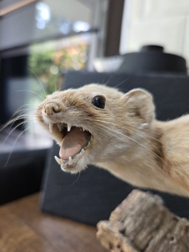 Mounted weasel stoat - weasel,