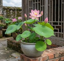 50Pcs Lotus Flower Seeds