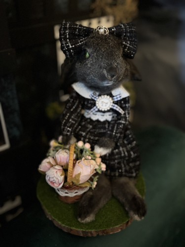 Roadkill wild baby - roadkill, rabbit