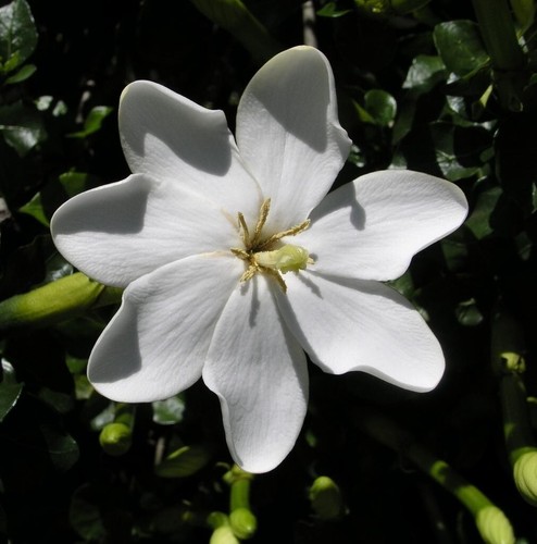 Gardenia thunbergia flowering - gardenia,