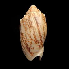 VOLUTIDAE Cymbiola Vespertilio Seashell The Bat Volute - 7.46 cm – FREAK!