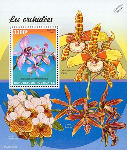 Orchids orchid wild - orchids, /