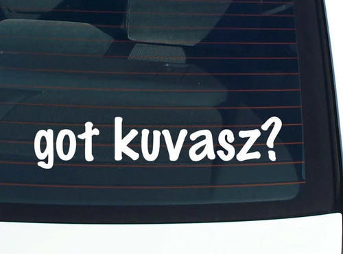 Got kuvasz car - car, bumper