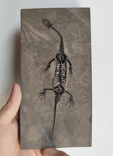Keichousaurus skeleton fossil - keichousaurus,