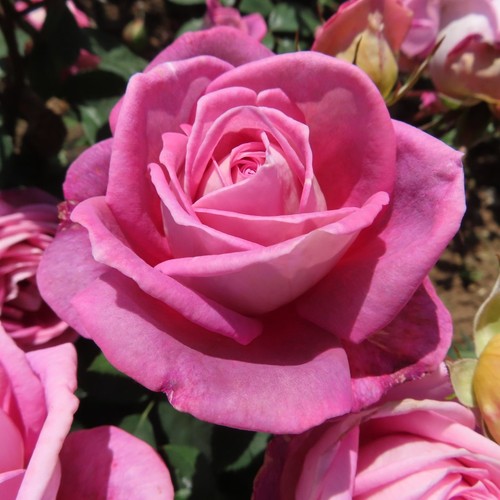 Sweet sister 5lt potted - sweet,